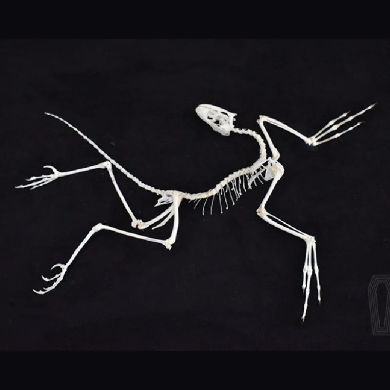 Fossil Replica Display - 2120 Dekorasi Dinding Fosil Archaeopteryx Replika