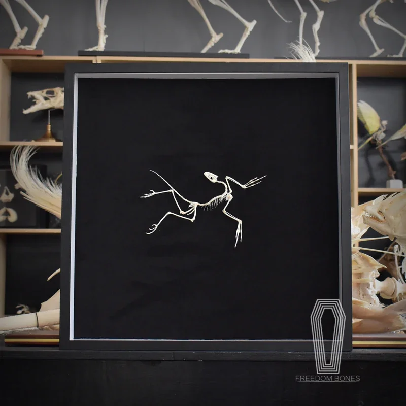 2120 Dekorasi Dinding Fosil Ar - Fossil Replica Display ulasan dan harga