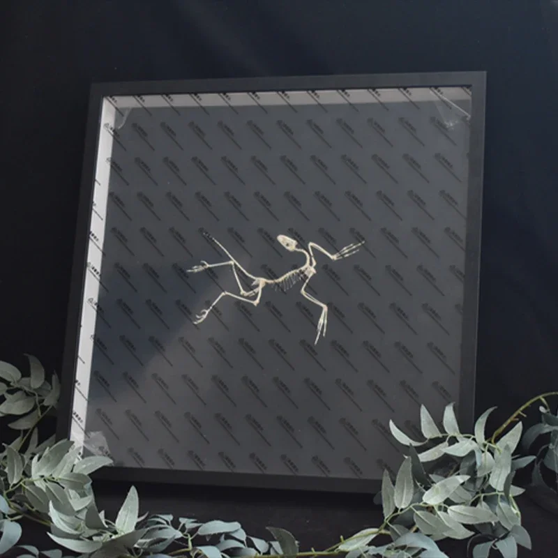 2120 Dekorasi Dinding Fosil Ar - Fossil Replica Display ulasan dan harga